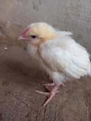 Chick 