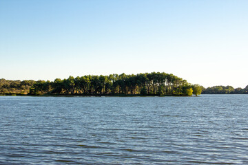 Trees on the shore of an inland lake. Landscape.