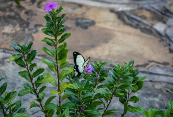 beautiful butterfly sat on a flower to collect nectar 