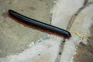 macro photography insects of the African forest 