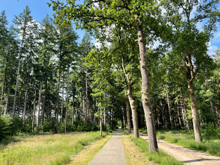 Forest around Boschoord in Drenthe