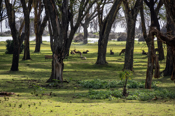 Obraz premium beautiful African landscape with trees and endless bush