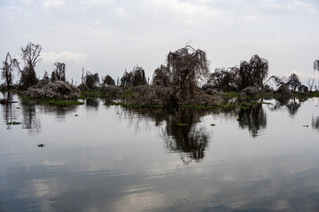 Fototapeta na wymiar beautiful african landscape with trees and a large lake 