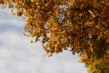 Autumn colors in the leaves of the trees.