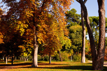 Fall colors in a park with lush trees and fallen leaves.