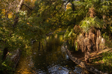 Stream with ducks in a park in autumn with palm trees.