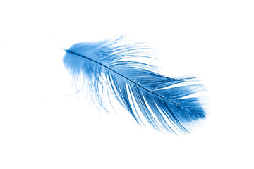a blue feather on a white isolated background