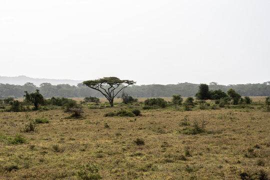 beautiful African landscape with trees and endless bush 