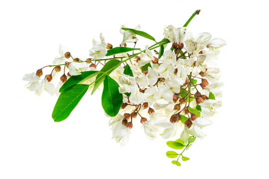 white acacia flowers on white isolated background