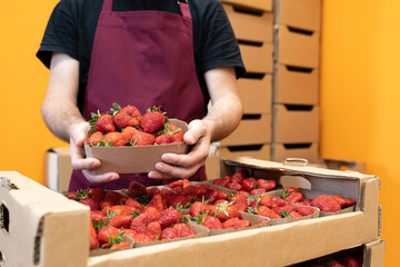 Harvest strawberries. Packing strawberries in boxes for sale. Fresh red strawberry berries in hand.