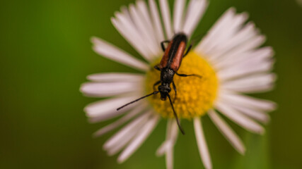 bug on flower