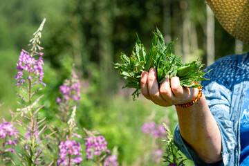 Naklejka na ściany i meble An elderly woman collects the leaves of Ivan-tea for fermentation. Collection of medicinal herbs