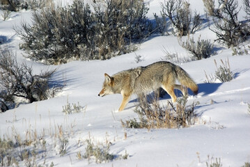 Fototapeta premium coyote walking through snowy sage brush