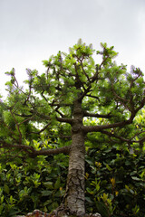Conifer with green leaves on white sky.