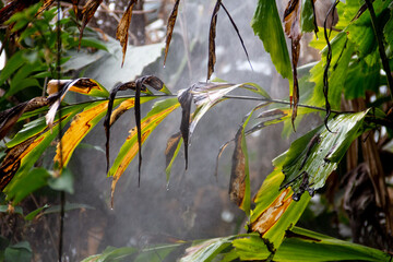 Naklejka premium Tropical background. Palm leaves full of humidity and tropical rain. Selective focus.