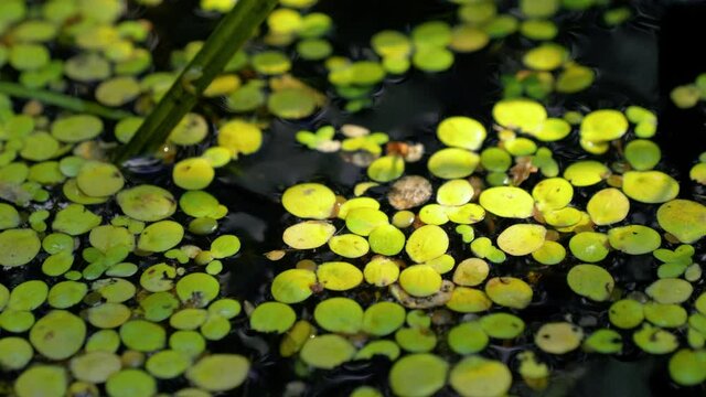 Greater duckweed floating leaves in eutrophic pond