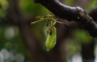 belimbing fruit on tree