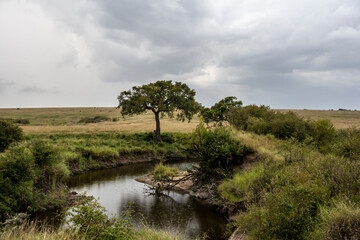 beautiful African landscape with trees and endless bush 