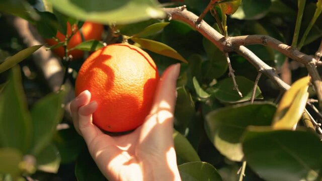 Hand picking organic oranges on farm's orchard. Citrus fruits, vitamin C