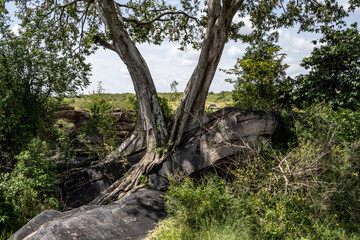 Fototapeta na wymiar beautiful African landscape with trees and endless bush 