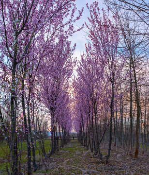 viale alberi peschi