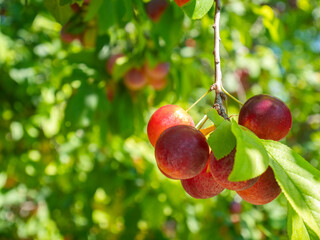 Red plum tree. Wild plum fruits. 