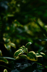 green leaves in the rain