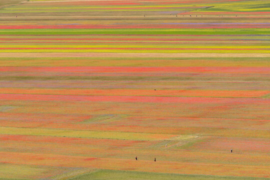 View from above of the cultivated fields of Pian Grande, in the flowering season, Castelluccio di Norcia, Italy