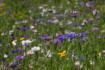 Fototapeta premium Colourful cornflowers on the background of a flower meadow