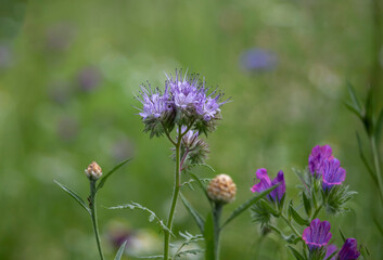 Colourful summer flowers in a flower meadow