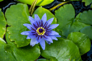 flowers and green vegetation of africa close up 