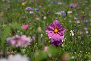 Fototapeta premium Purple cosmos flowers on a flower meadow