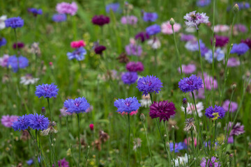 Colourful cornflowers on the background of a flower meadow