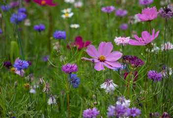 Obraz na płótnie Canvas Purple cosmos flowers on a flower meadow