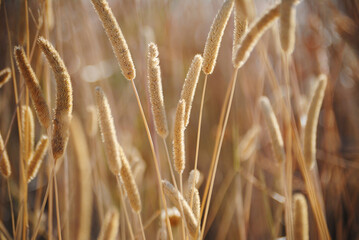 Campo o prado amarillo