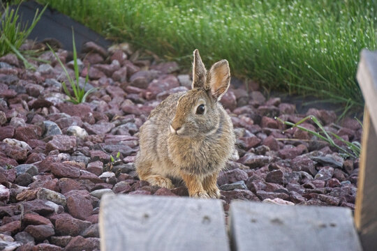cottontail rabbit sitting on rocks