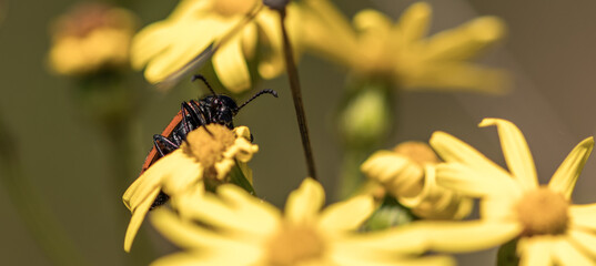 Antenne d'insecte
