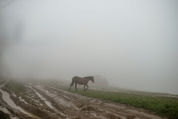 the horse in the fog