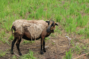 braunes Schaf mit Fellwechsel 