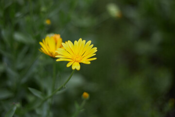 daisies flowers in gsrden summer time