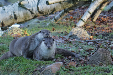 zwei Fischotter nebeneinander im Gras