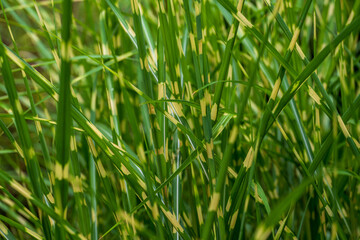 green white grass background