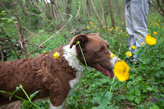 dog in the yellow flowers