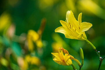 Fototapeta premium yellow lily flower on blurred background