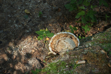 Hoof fungus in the morning forest