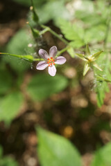 Geranium robertianum flower in macro