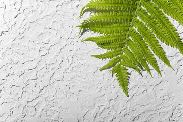 fern on a concrete background, background for layouts 