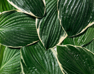green leaves background, leaves mockup 