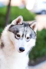siberian husky dog