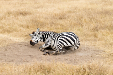 Fototapeta na wymiar Zebra that is rolling on the ground. Ngorongoro crater, Tanzania